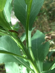 Conocephalus brevipennis