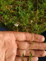 Stellaria ciliatosepala