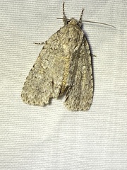 Acronicta immodica