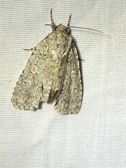 Acronicta immodica