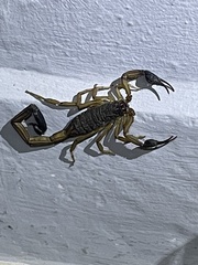 Centruroides bicolor