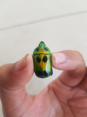 Heterorrhina sexmaculata