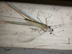 Maccaffertium terminatum