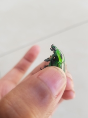 Heterorrhina sexmaculata