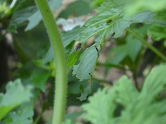 Cleistolophus similis