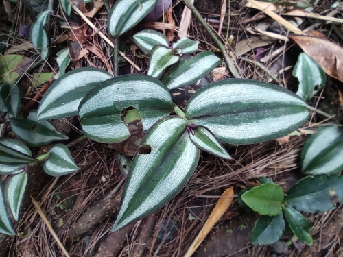 Tradescantia zebrina image