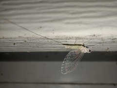 Maccaffertium terminatum