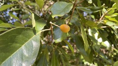 Pittosporum ferrugineum