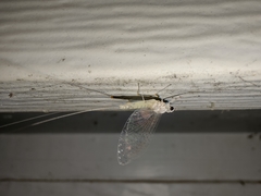 Maccaffertium terminatum