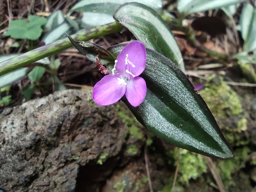 Tradescantia zebrina image