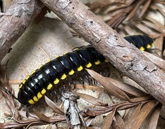 Harpaphe haydeniana scotia