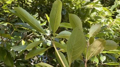 Pittosporum ferrugineum