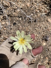 Anisocoma acaulis