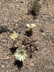 Anisocoma acaulis