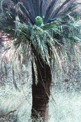Macrozamia moorei