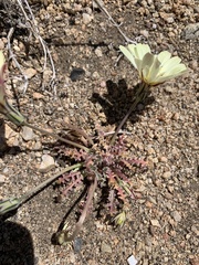 Anisocoma acaulis