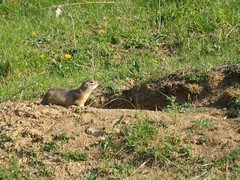Spermophilus erythrogenys