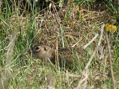 Spermophilus erythrogenys