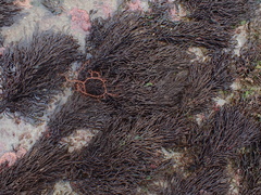 Cladostephus hirsutus