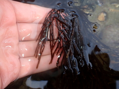 Cladostephus hirsutus