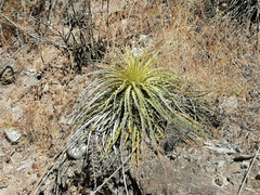 Hechtia argentea
