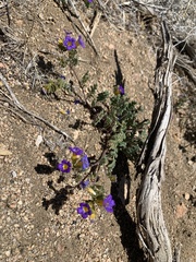 Phacelia bicolor