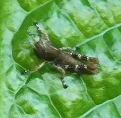 Melanoplus punctulatus