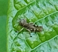 Melanoplus punctulatus