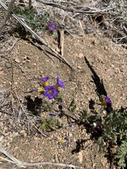 Phacelia bicolor
