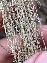 Evernia divaricata
