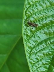 Melanoplus punctulatus