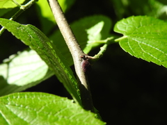 Parthenolecanium quercifex
