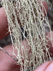 Evernia divaricata
