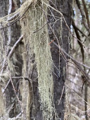 Evernia divaricata