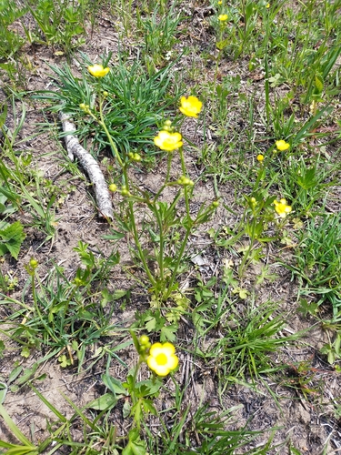 Image of Ranunculus japonicus by no rights reserved