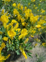Chamaecytisus ruthenicus