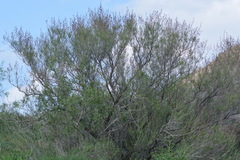 Spiraeanthus schrenkianus