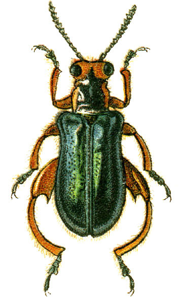Clythraxeloma