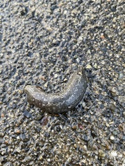 Gastropoda