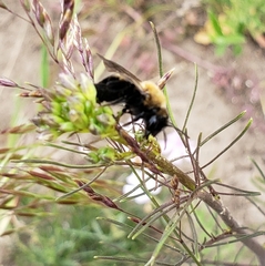 Andrena milwaukeensis