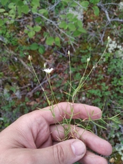 Stellaria ciliatosepala