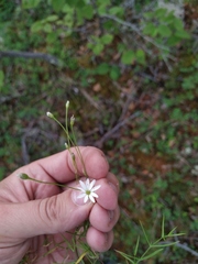 Stellaria ciliatosepala