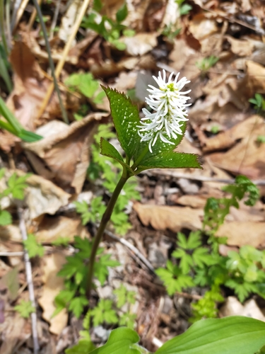 Image of Single-Spike Chloranthus (Chloranthus quadrifolius) by no rights reserved