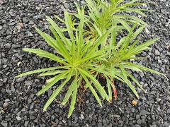 Oenothera argillicola
