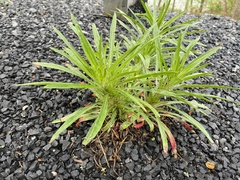 Oenothera argillicola