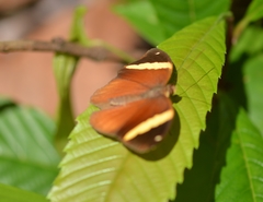 Xanthotaenia busiris