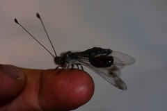 Ululodes quadripunctatus