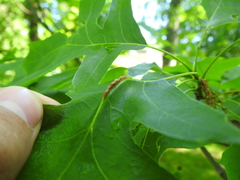 Melikaiella tumifica