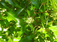 Macrodiplosis niveipila