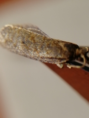 Clepsis senecionana